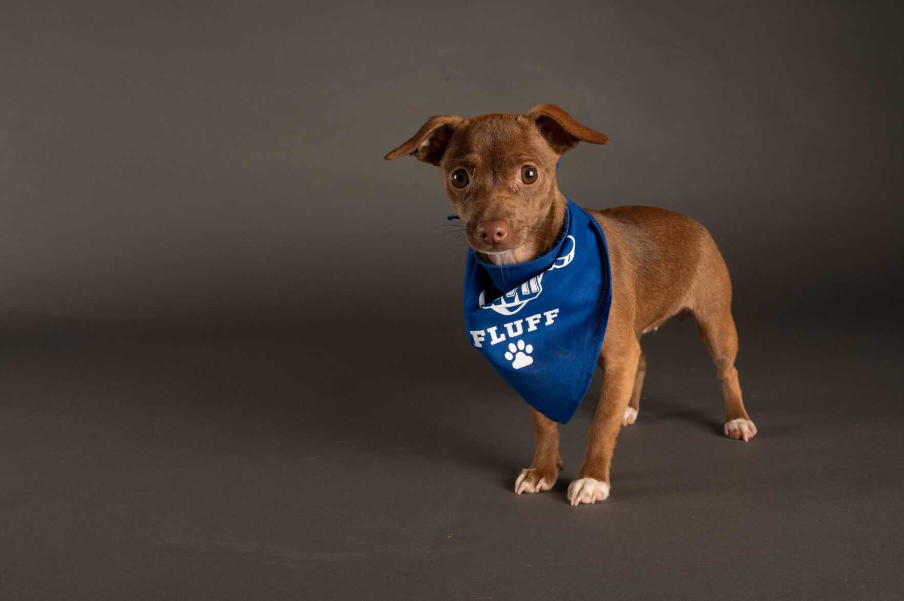 PUPPY BOWL XVII